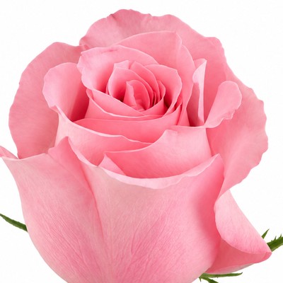 Rosa rosada